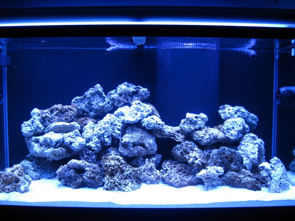 My 100 gallon reef build - Reef Central Online Community